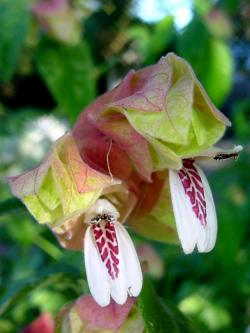  Shrimp plant